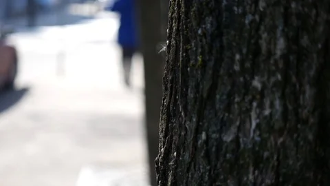 Focus tree on side walk Stock Footage 122486522
