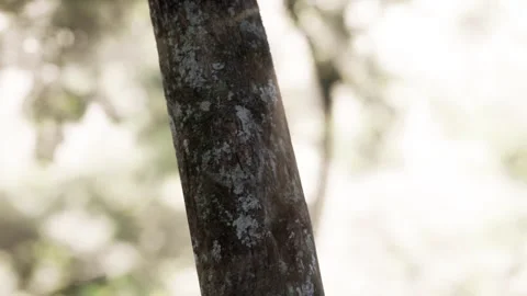 Focus on a tree trunk surrounded by blurred background in a natural setting Stock Footage 341005691
