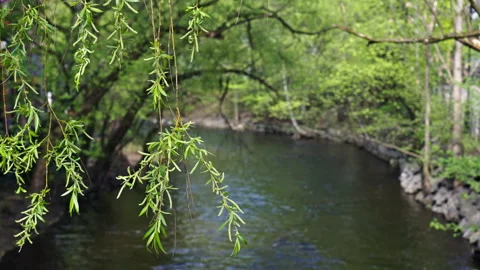 Focus on trees and leafs with a river in the background. Version 1 Stock Footage 274643045