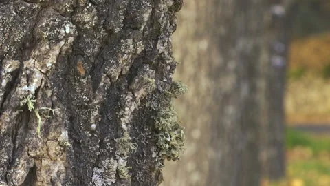 FOCUS IN THE TREES Stock Footage 99665230
