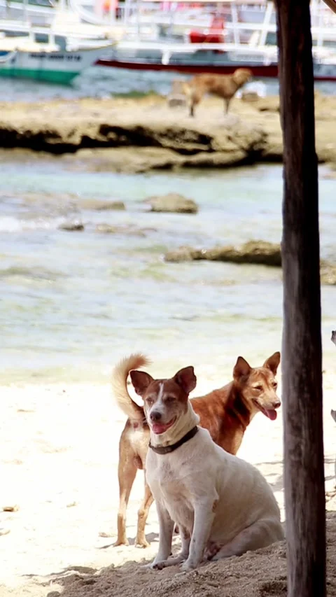 Focus on two pet dogs resting under the shade of a hut with the vibrant view of  Vídeos de archivo 319953787