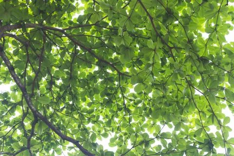 Focus under leaves of the big tree and sunlight Stock Photos