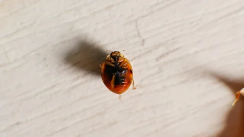 The focus of the video is variable. Ladybug lying on a shell on a wooden board 스톡 동영상 166327134