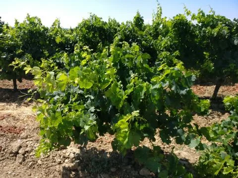 Focus on a vine Stock Photos