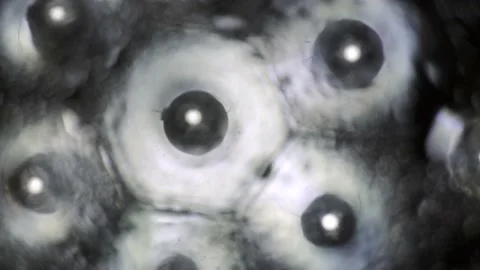Focus on water drops Stock Footage 145928692