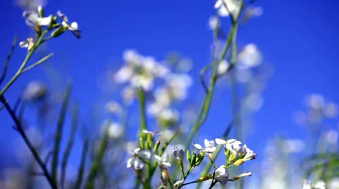 Focus  the white flower Stock Footage 38841623