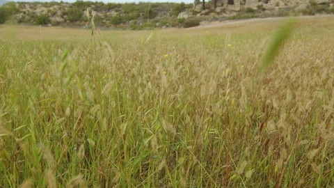 Focus on wild plants and wheat in a field, in Spain Stock Footage 223952917