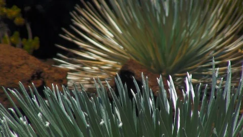 Focus From Wild Plants with Rocks in Between 動画素材 92402389
