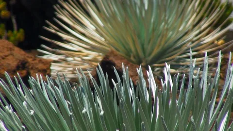 Focus: Wild Plants with Rocks in Between, Bright 動画素材 92631955