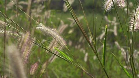 Focus on the wind blowing through the flower grass, the beautiful and fresh.. Stock Footage 294752513