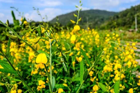 Focus of yellow flower. Stock Photos