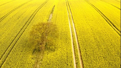 Focused Aerial Shot of Tree in the Middle of Golden Rapeseed Fields 스톡 동영상 112671995