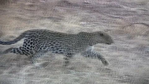 Focused African Leopard Stalking Prey in Low Grass Stockbeeldmateriaal 98592985