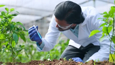 Focused agro scientist at laboratory adding chemical to small lab grown plant - Stock Footage 230147790