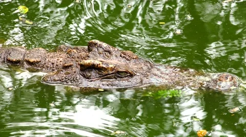 Focused and concentrated crocodile. Stock Footage 48552328