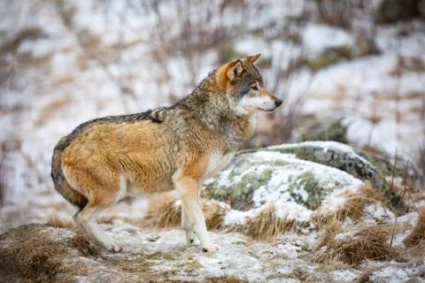 Focused and scared wolf in the forest in early winter Stock Photos