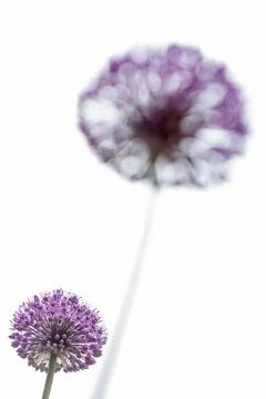 Focused background Allium Gladiator flower Stock Photos