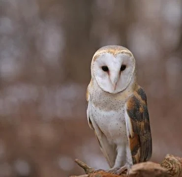 Focused Barn Owl Stock Photos