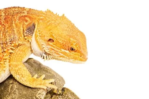 Focused bearded dragon Stock Photos