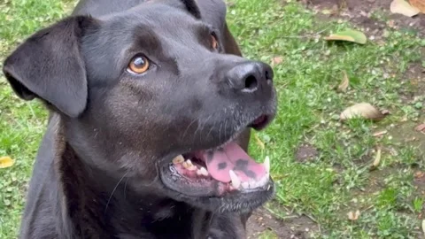 Focused Black Dog Watching Off Camera Ball Close Up Stock Footage 345455337