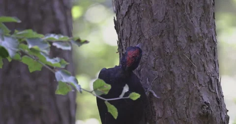 Focused black woodpecker on a tree, close-up, 4K super slomo Stock Footage 251785308