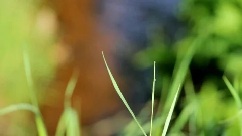 Focused blades of grass in front of a shimmering Stock Footage 93781641