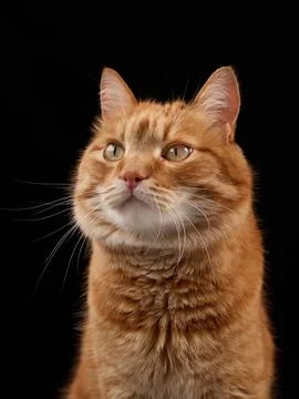 Focused cat looking slightly up Stock Photos