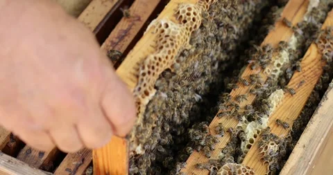 Focused close up top of the hive without lid, with wandering bees. Stock Footage 258328204