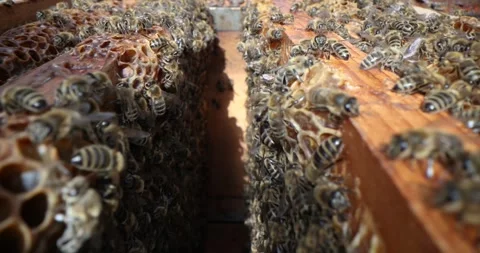 Focused close-up of the top of the hive without a lid, with wandering bees Stock Footage 290970740
