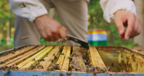 Focused closeup top of the hive without lid, a lot of bees flying and roaming Stock-Footage 140414497