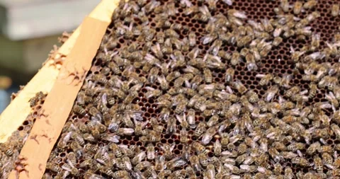 Focused closeup top of the hive without lid, a lot of bees flying and roaming Stock Footage 248481552