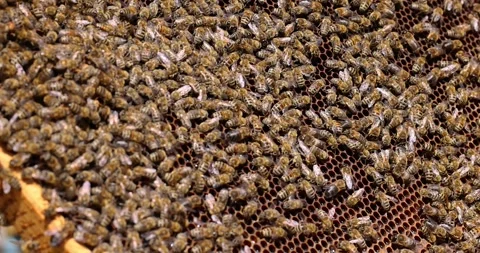 Focused closeup top of the hive without lid, a lot of bees flying and roaming Stock Footage 250508962