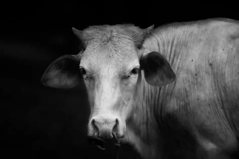 Focused Cow Stock Photos
