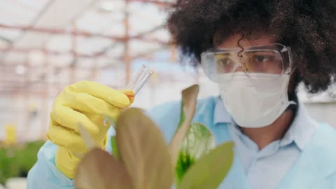 Focused Dark-skinned Biologist Inject Abiotic Liquid in Plant. Science Research Stock Footage 148666963