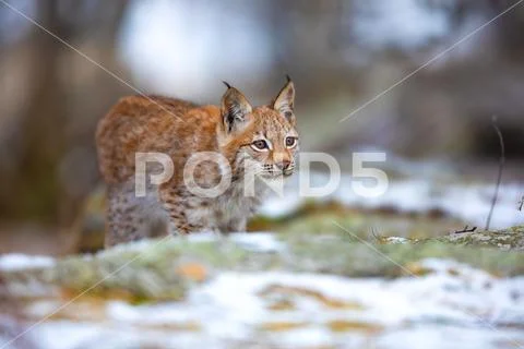 Focused eurasian lynx hunting in the forest at early winter Stock Photos
