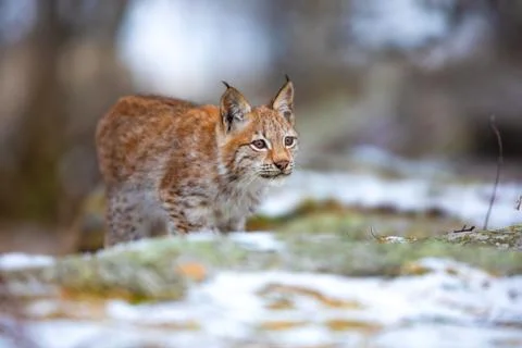 Focused eurasian lynx hunting in the forest at early winter Stock Photos
