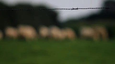 A focused fence in front of cows grazing in the background Stock Footage 88488499