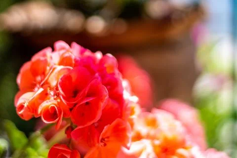 Focused flower with out-of-focus sea background, flower in spring, blurred ba Stock Photos