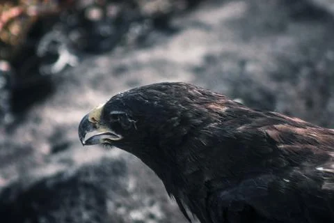 Focused Galapagos Hawk Close-Up Stock Photos