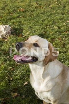 Focused golden retriever Stock Photos