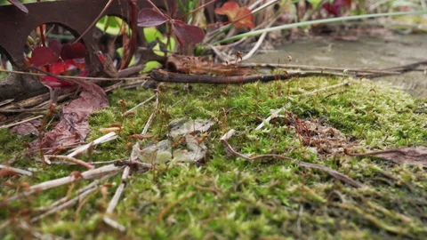 Focused image capturing moss and leaf textures on brick background. Upclose Stock Footage 335771644