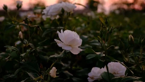Focused On İsolated White Rose Dramatic Rosery Scene At Sunset  Stock Footage 166178745
