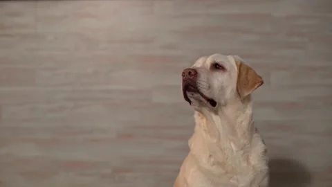 Focused Labrador: Close-Up of a White Labrador Sitting in a Medium Shot Stock Footage 231225838