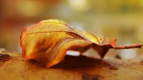 Focused leaf captured on a tree branch Stock Photos