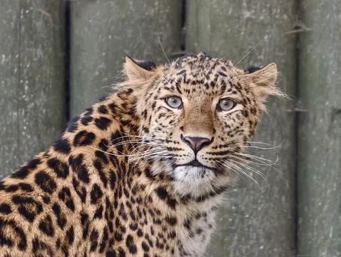 Focused leopard stands upright visibly. Leopard displays alertness with viv.. 写真素材