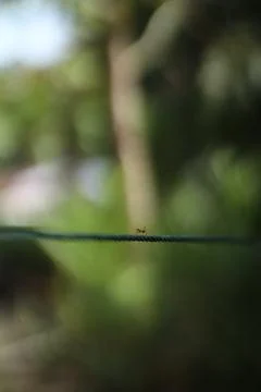Focused Macro Image of a Tiny Ant Traversing a String with Nature's Backdrop Stock Photos