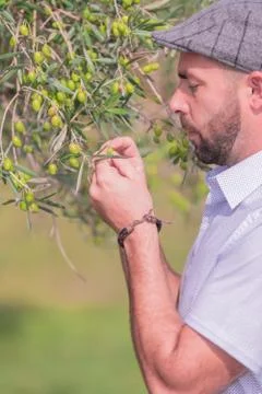 Focused man checking an olive tree branch Stock Photos