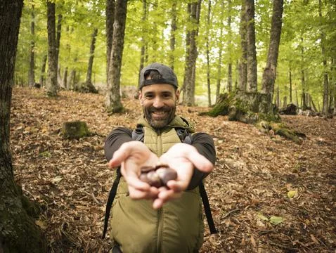 Focused man picking chestnuts in the forest Fotos Stock