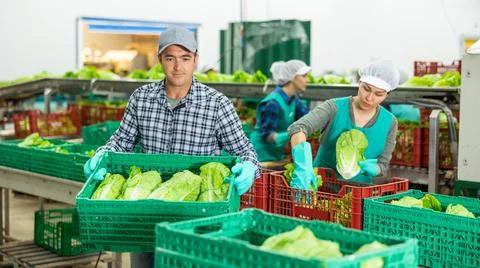 Focused man stacking boxes with lettuce at vegetable sorting factory 스톡 사진