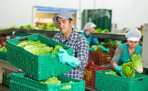 Focused man stacking boxes with lettuce at vegetable sorting factory Stockfoto's